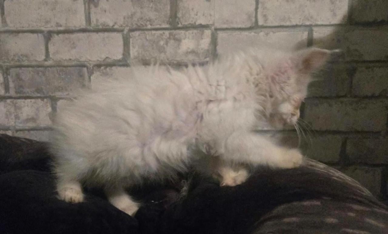 Volbloed maine coon kittens