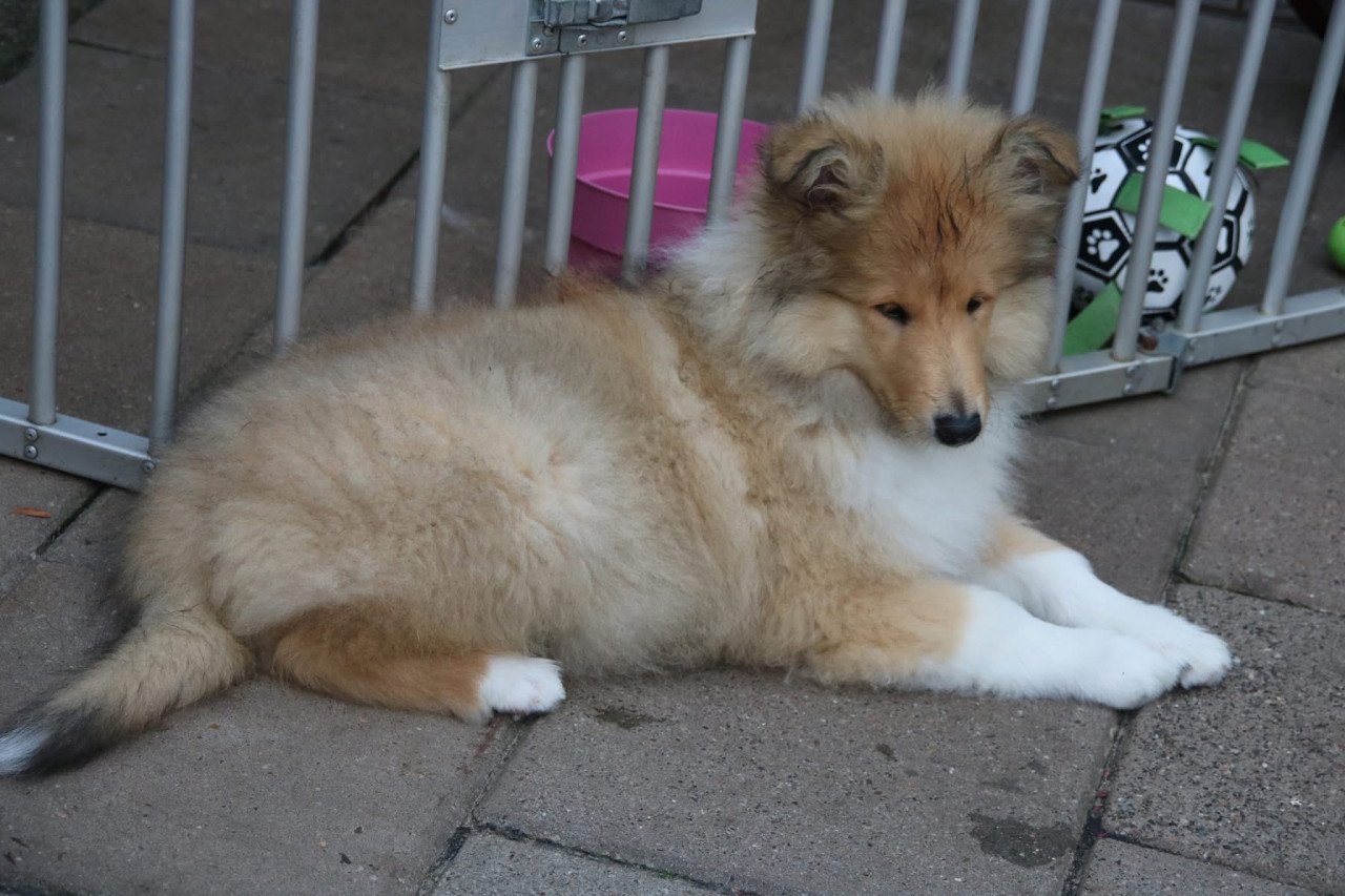 Schotse Collie pups