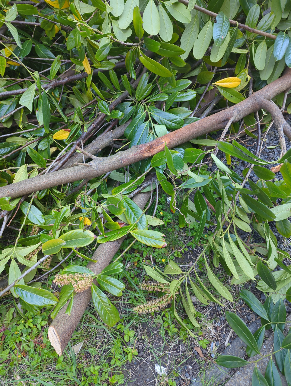 Openhaard hout?