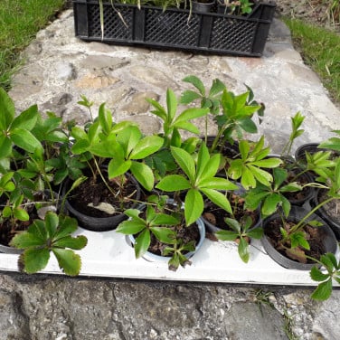 Helleborus