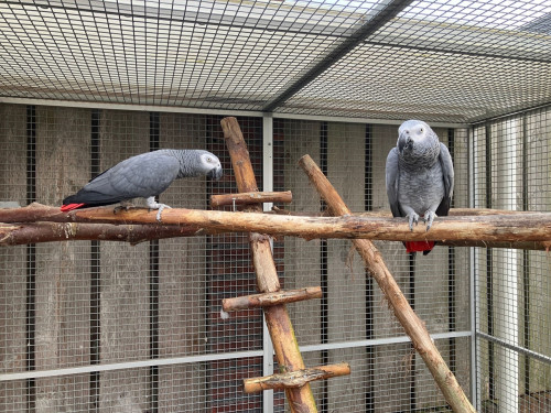 Broedkoppel grijze roodstaart papegaaien