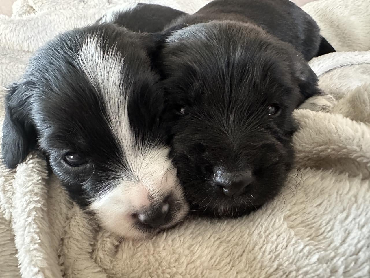 Lieve kruising markies puppy's te koop