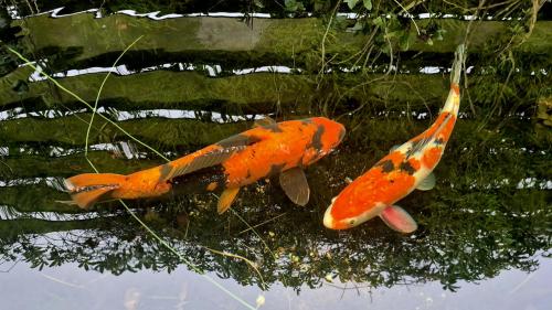 2 koikarpers
