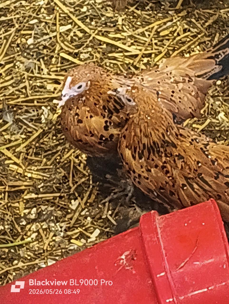 Sabelpoot kriel te koop