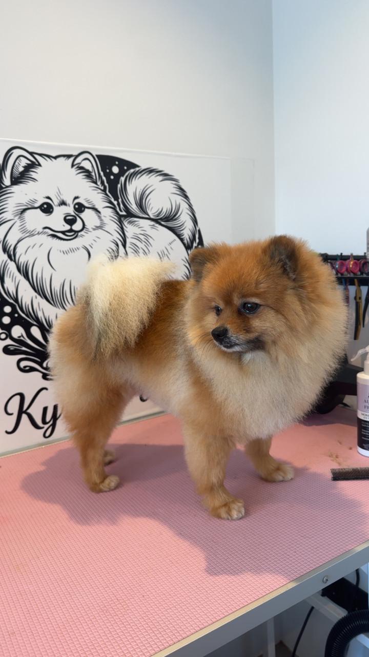 Klein pomeranian reutje