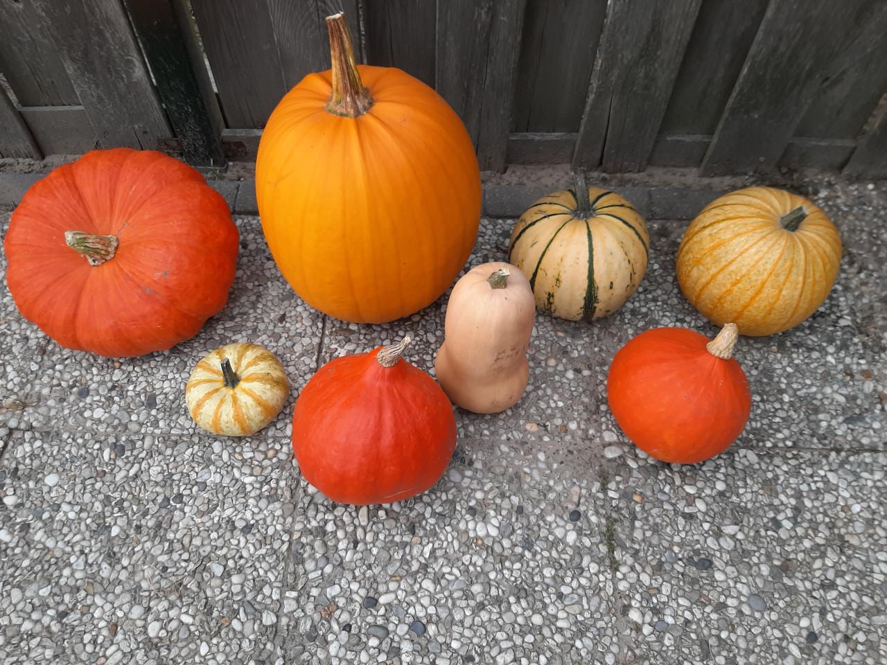 Halloween pompoenen