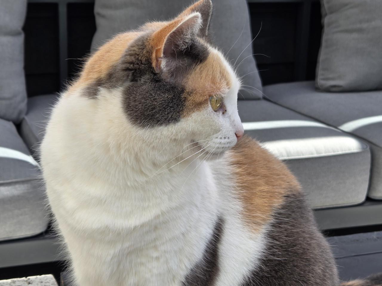 Donna, mix van engelsekorthaar en lapjeskat 7jaar