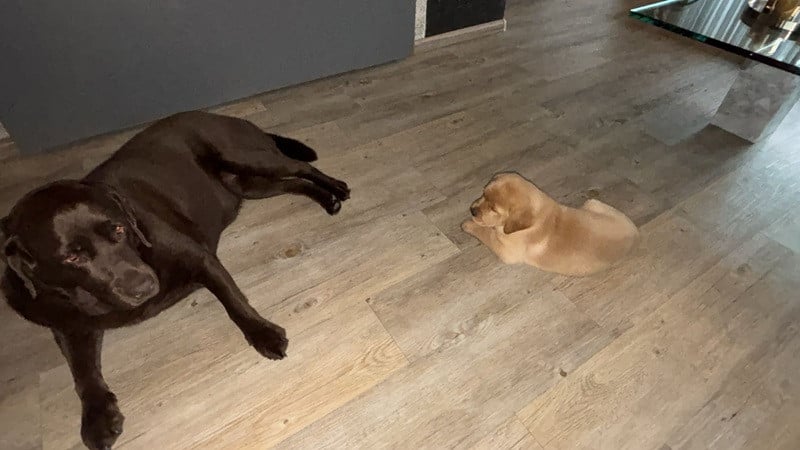 Lief Labrador-duo zoekt een warm en liefdevol thuis.