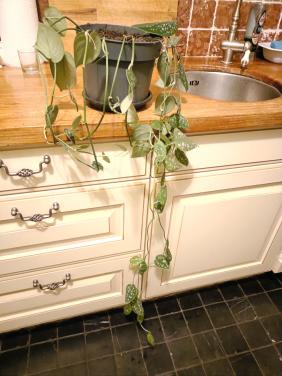 Scindapsus pictus hangplant