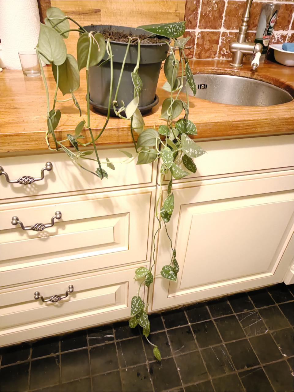 Scindapsus pictus hangplant