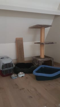 (VANALLES) VOOR DE KAT