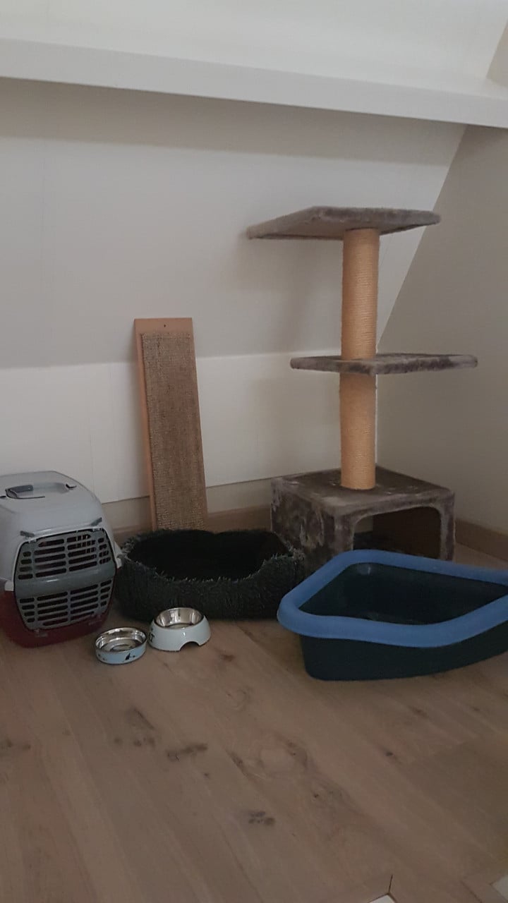 (VANALLES) VOOR DE KAT
