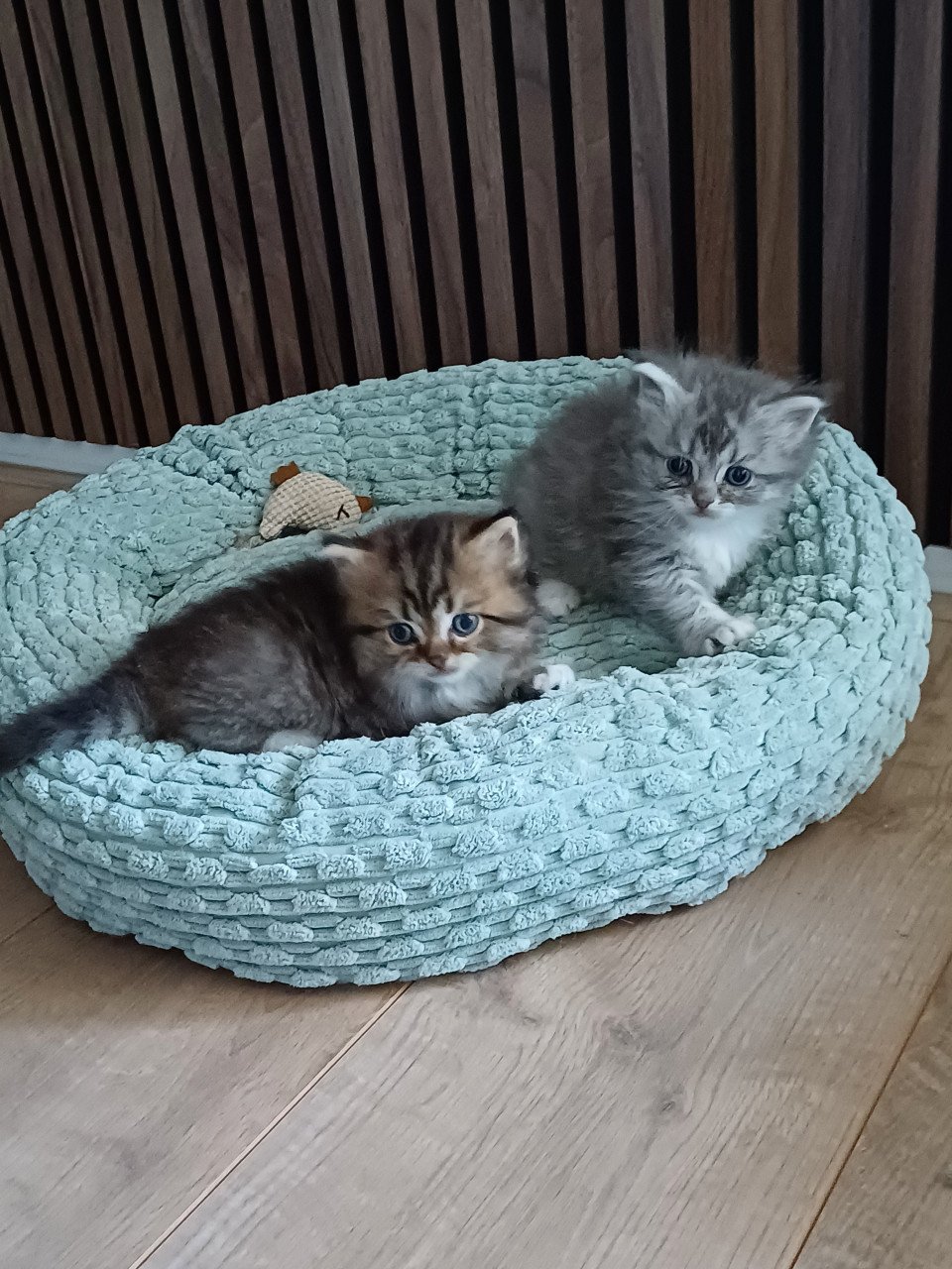 We hebben 2 prachtige langhaar kittens beschikbaar,