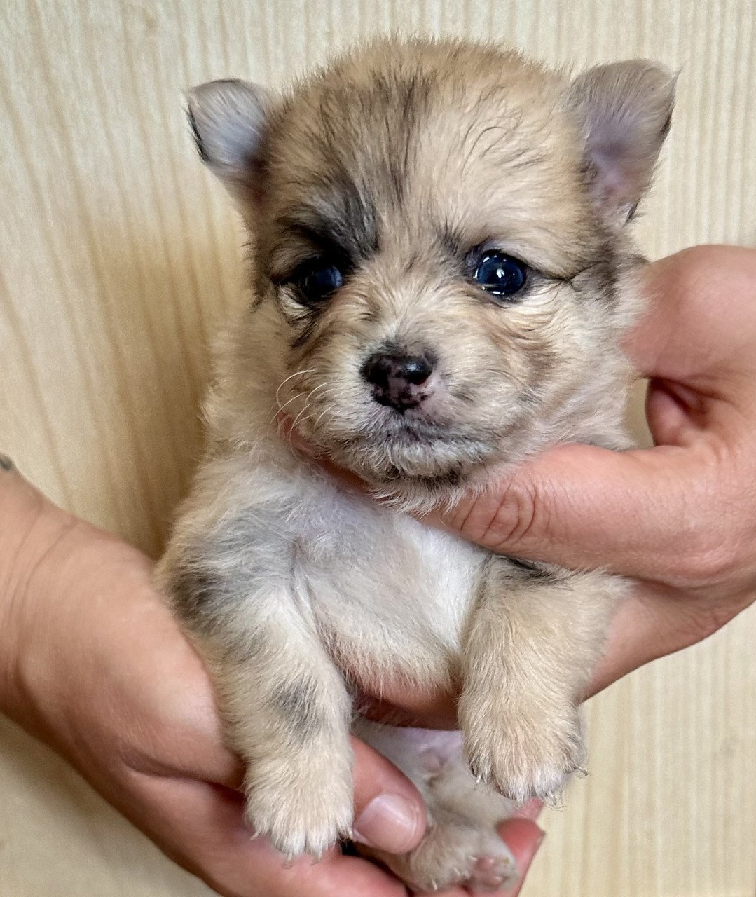 Pomeriaan pups