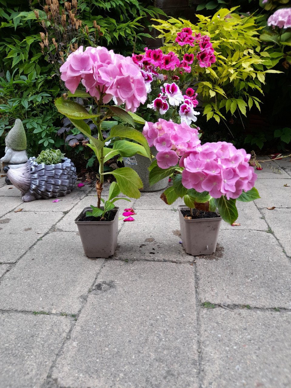 Hortensia, klimhortensia, Hortensia Annabelle