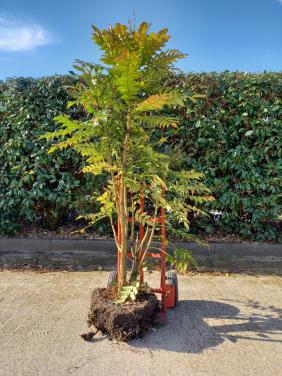 Gratis af te halen een mooie Mahoniestruik.     Gereserveerd