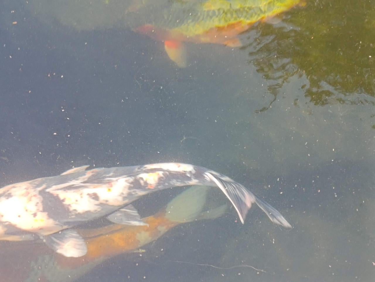 Koi Shiro utsuri