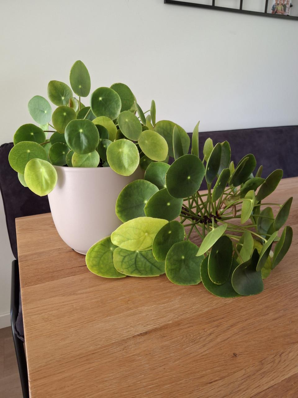 Grote, unieke pannekoekplant