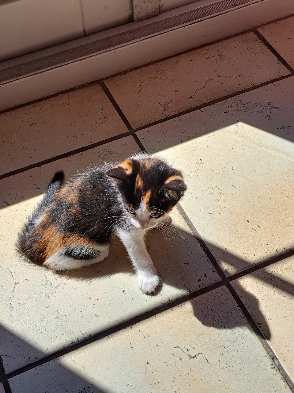 Te koop kittens