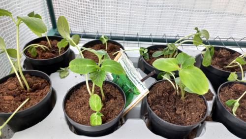 Plantjes inmaakaugurken