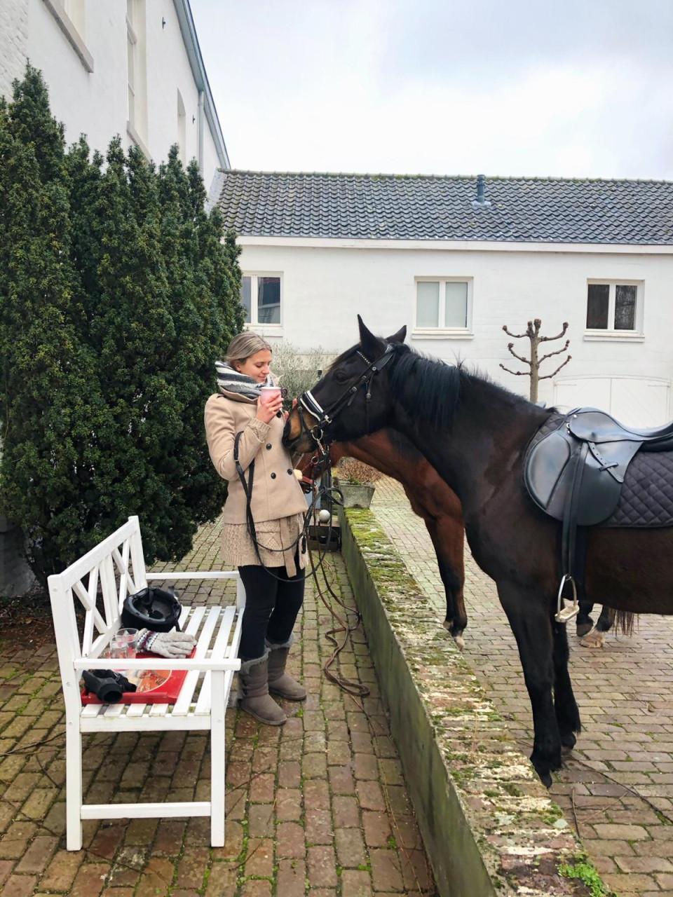 Donkerbruine merrie