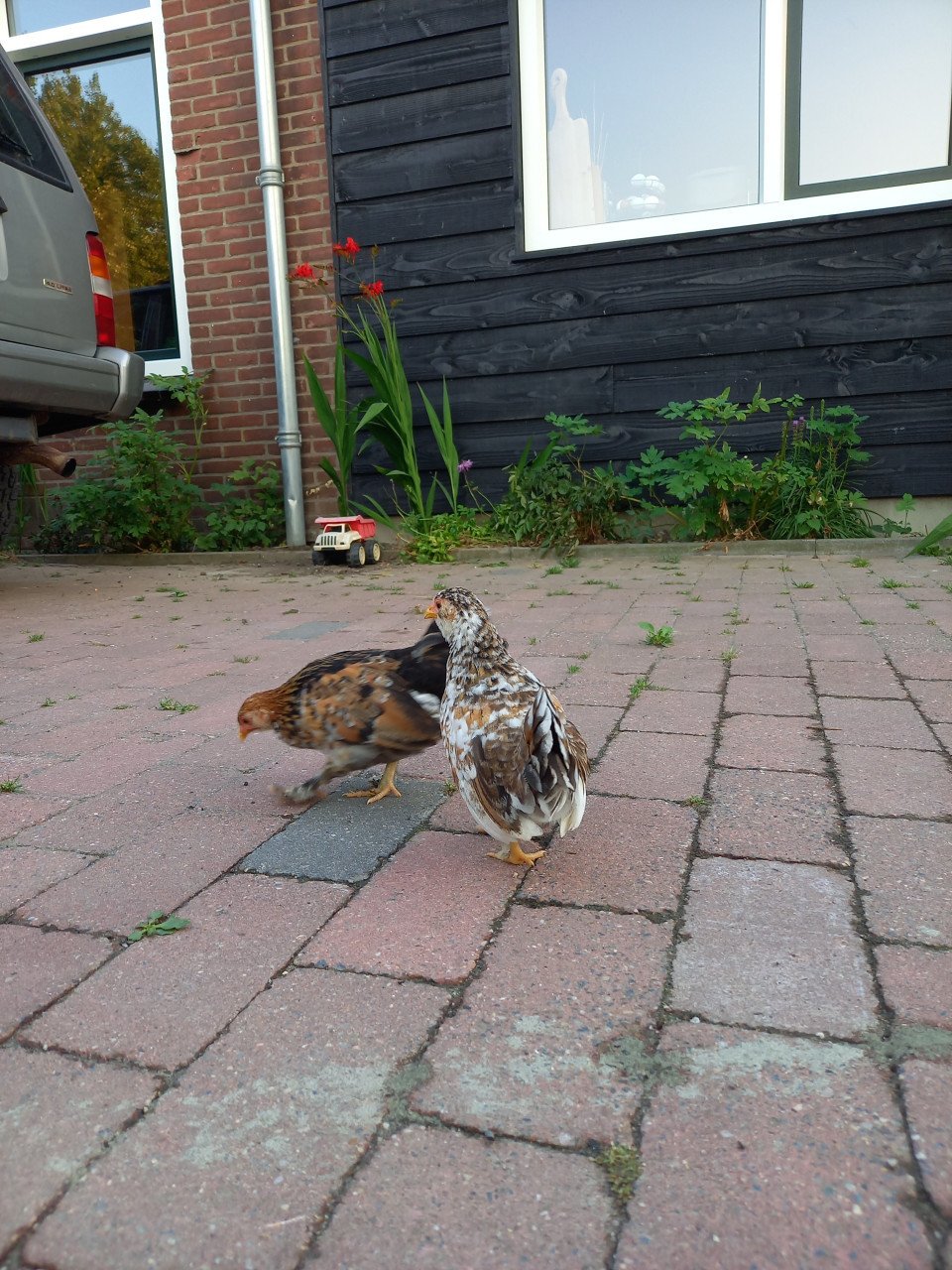 3 kuikens Ukkelse baardkriel