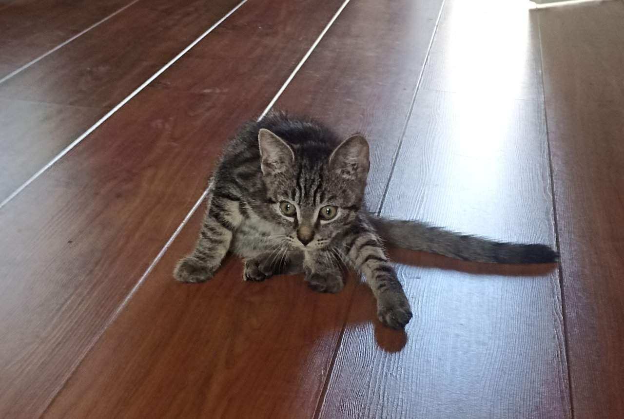 Kittens