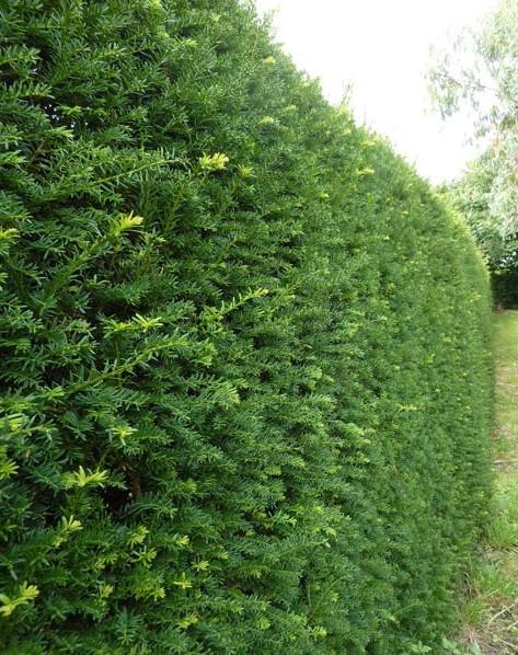Taxus Baccata haagplanten vanuit de volle grond