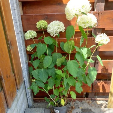 Annabelle bolhortensia
