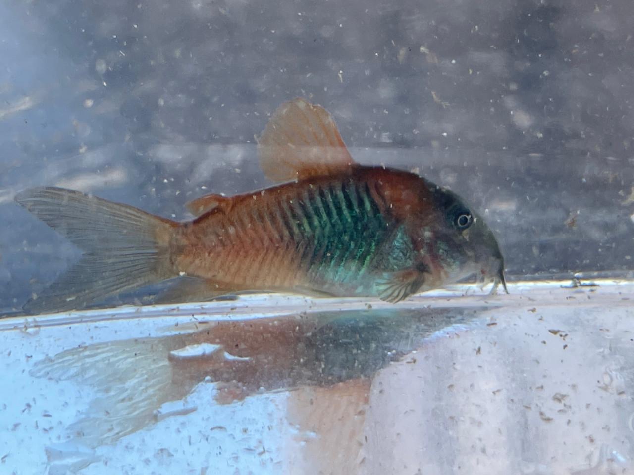 Osteogaster (Corydoras) Venezuelanus