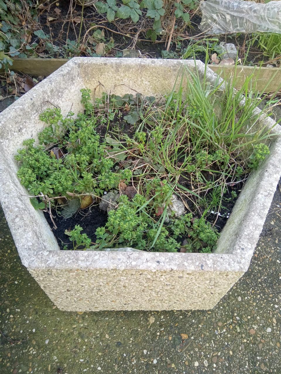 Grote betonnen plantenbak