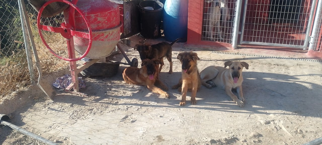 Alora Dog Rescue: Paco, speels, ondeugend en vrolijk