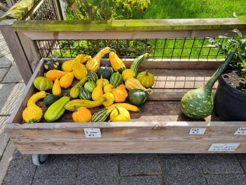 Kalebassen