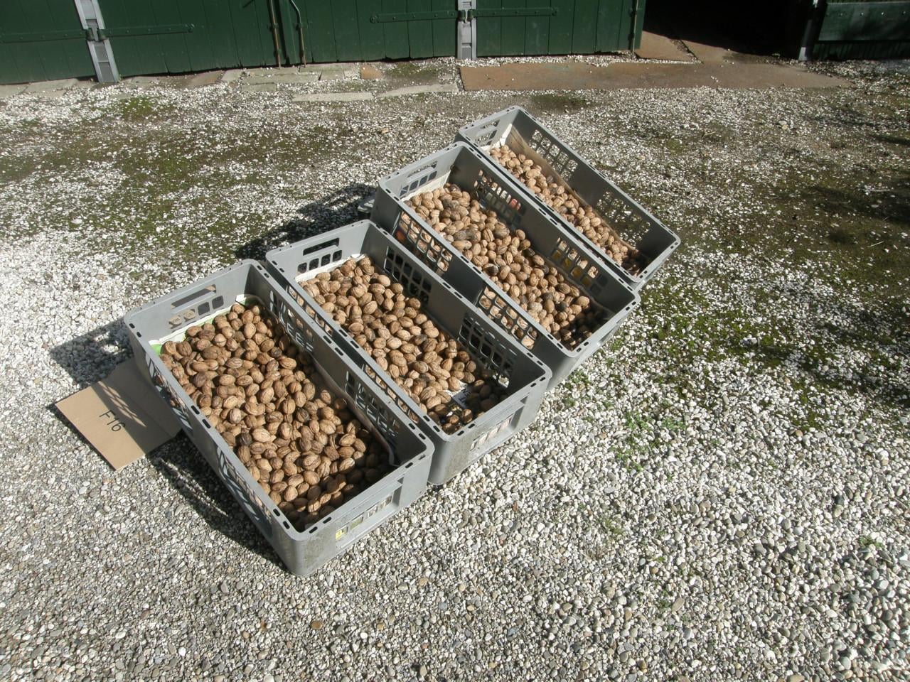 Heerlijke biologische walnoten
