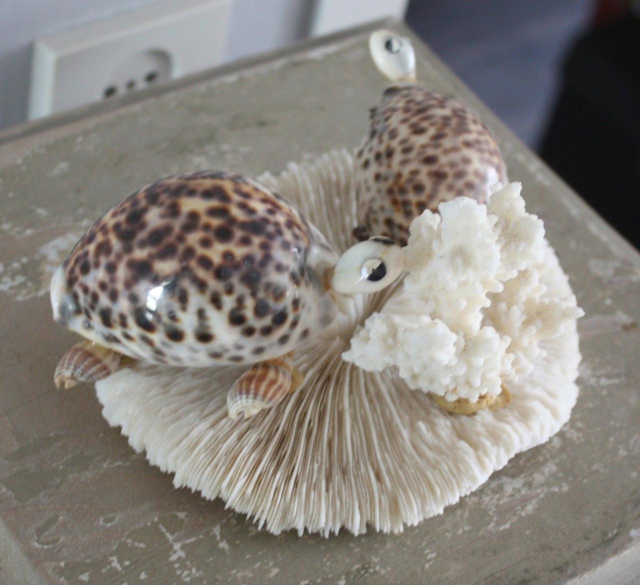 Hee mooi decoratie stukje met coraal en schelpen