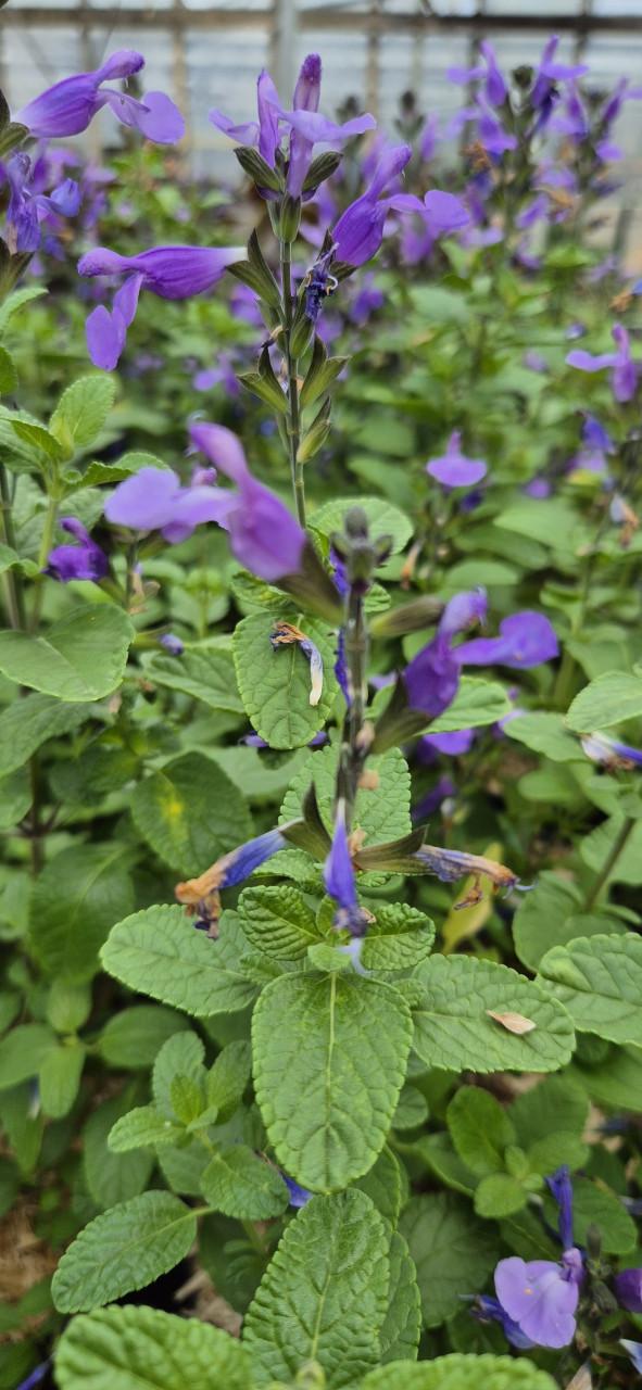 Vaste planten 2 literpot bio