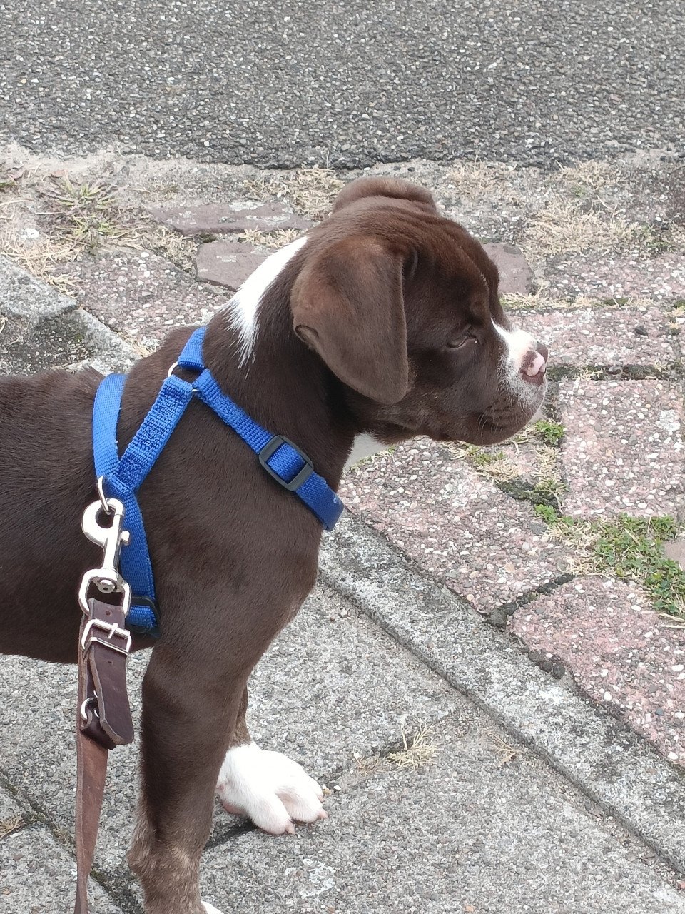 Old English Bulldog pup teefje