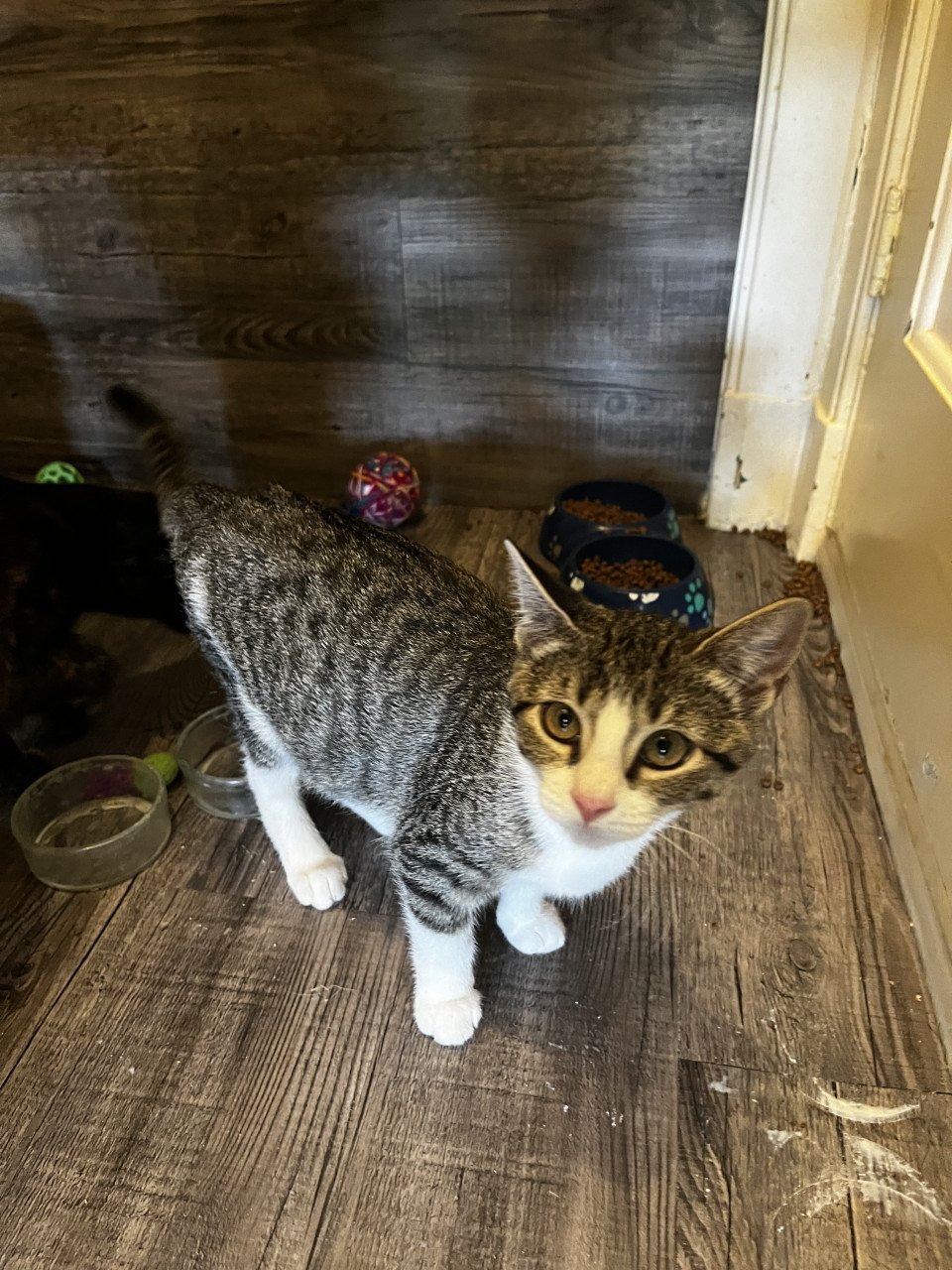 Kitten te koop