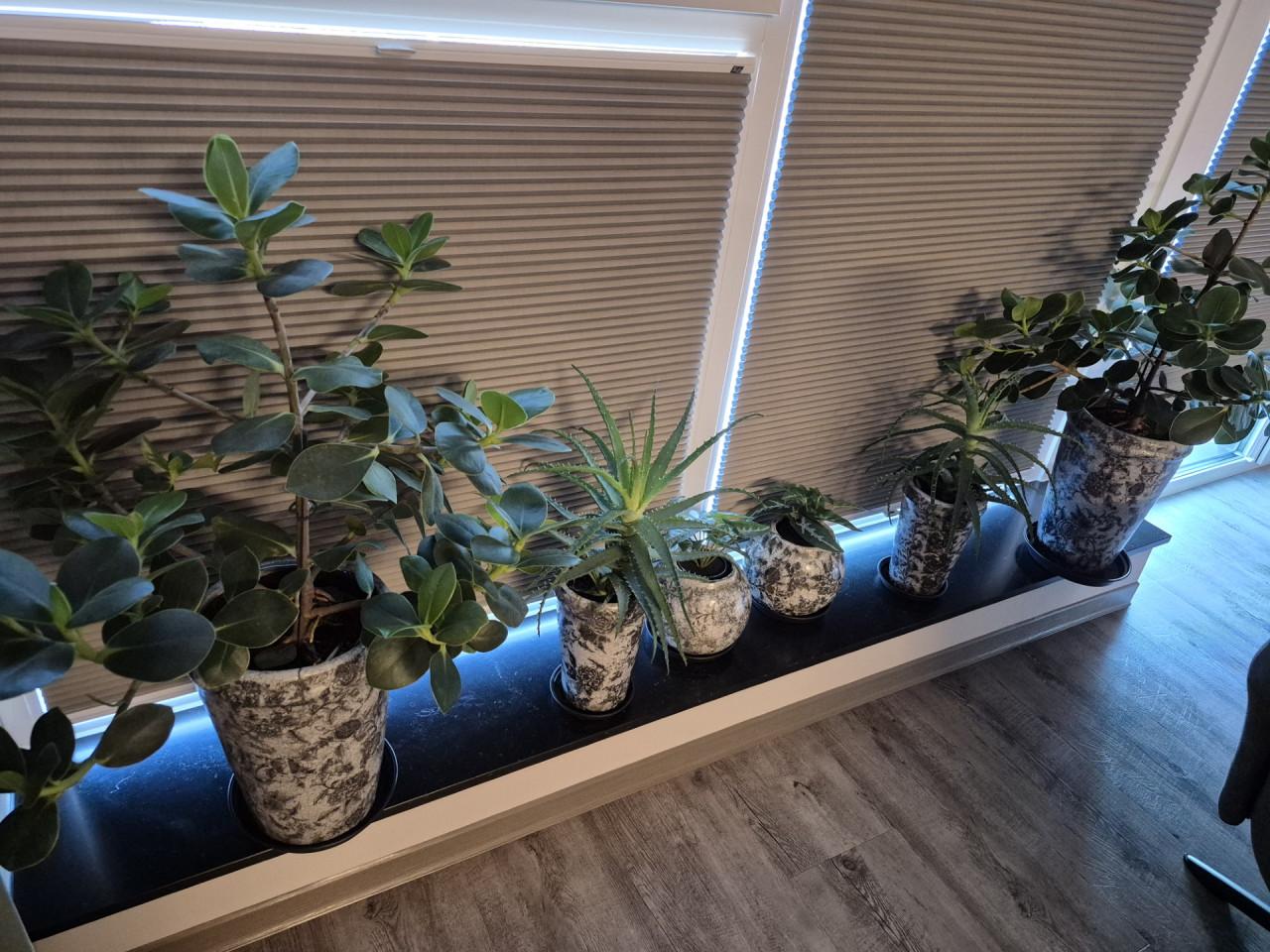Prachtige serie bloempotten (PTMD) inclusief planten