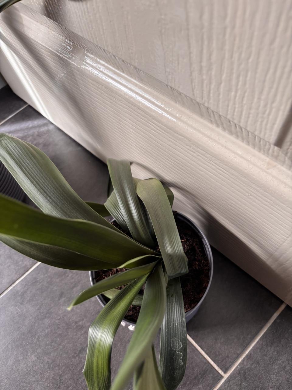 Kamer planten clivia’s