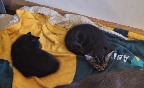 2 kittens