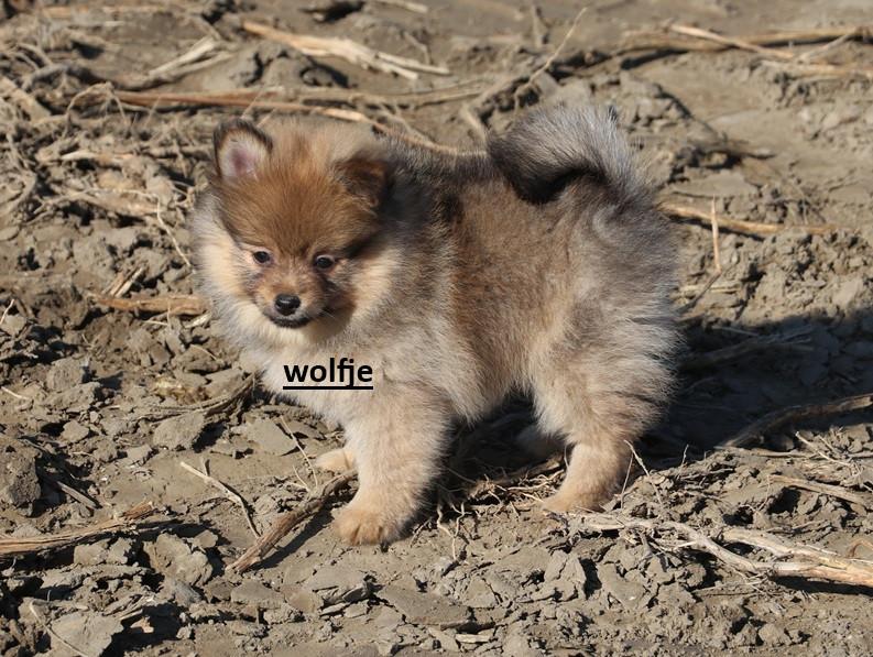 Pomeriaan pups ( teefjes )