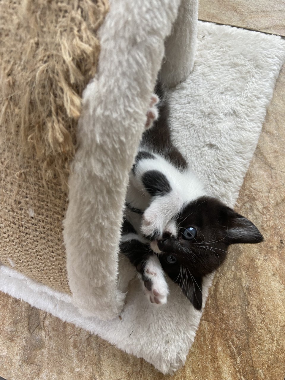 Snoezige kitten