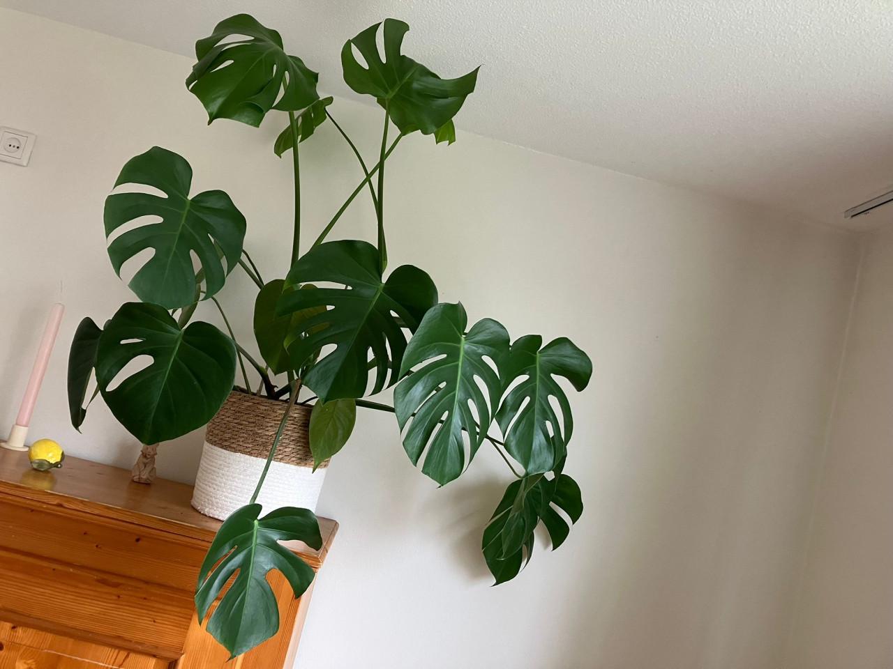 Grote Gatenplant Monstera deliciosa 120 hoog 100 breed potmaat 20 cm