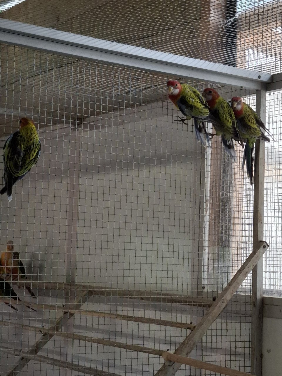 Jonge prachtrosella's