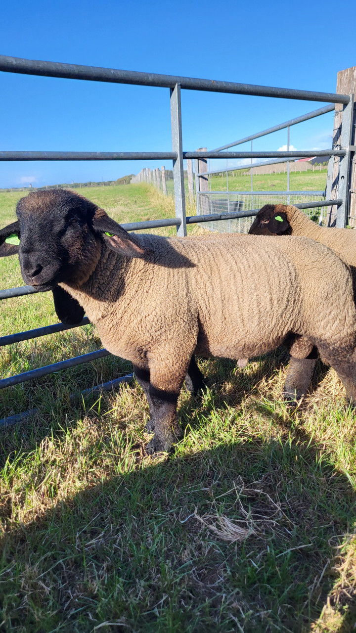Suffolk ramlammeren