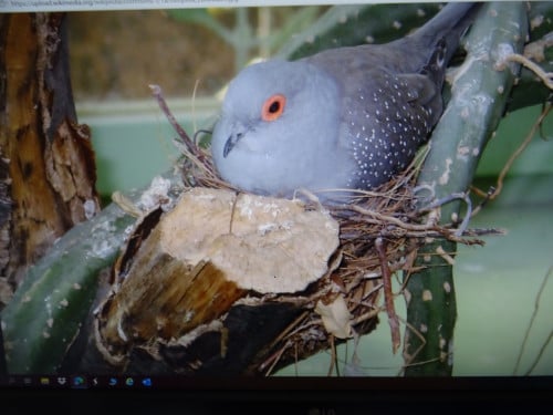 Te koop koppel diamantduifjes  broedrijp en een losse man !