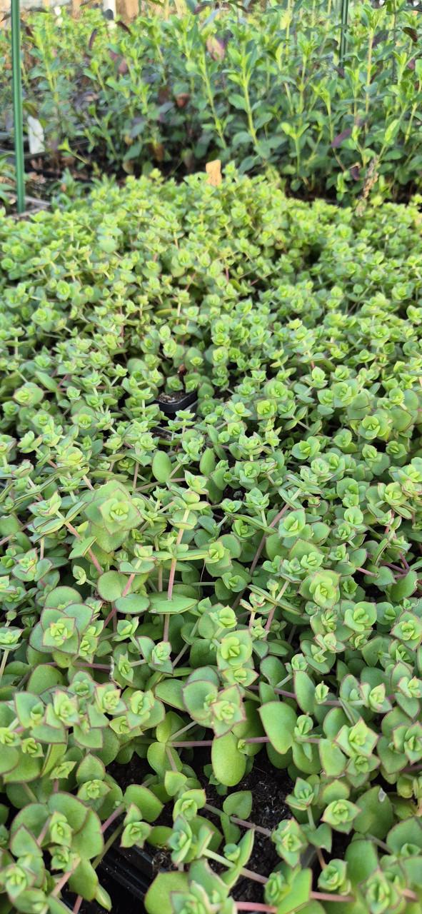 Vaste planten verantwoord gekweekt