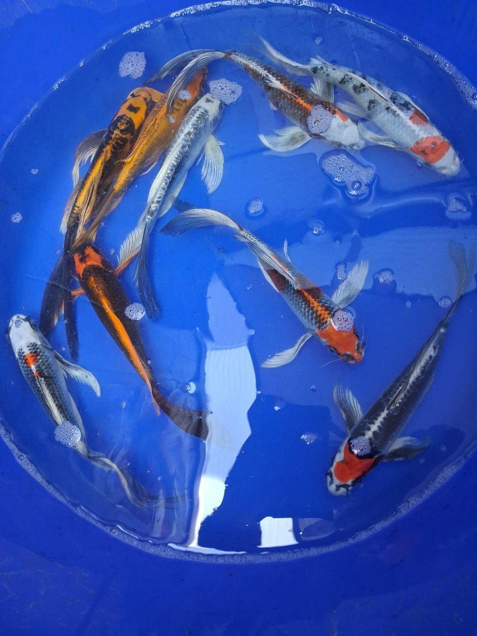 Japanse koi 30-40cm