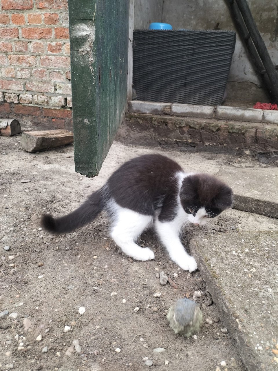 Mooi kitten!